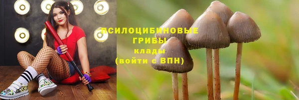 индика Беломорск